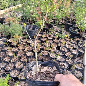 May include: A small tree sapling in a black plastic pot, held by a hand. The sapling has a slender trunk and a few green leaves. Many similar potted saplings are visible in the background, suggesting a nursery or garden center setting.