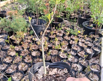 English Oak tree in one gallon nursery pot