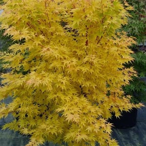 May include: A Japanese maple tree in a black plastic nursery pot, featuring vibrant yellow, palmately lobed leaves and slender, reddish-brown branches. The dense foliage creates a full, upright shape with a bright, golden-yellow color palette.