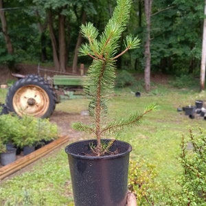 May include: A small pine tree seedling in a black plastic pot. The tree is about 12 inches tall and has green needles.