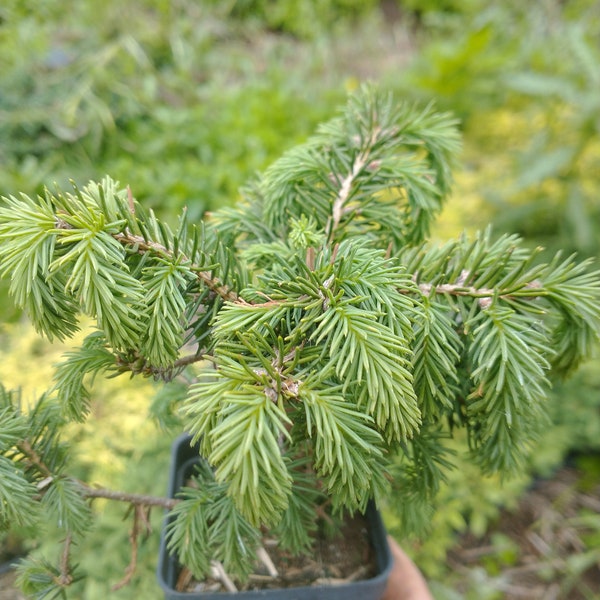 Birds Nest Spruce (Picea abies 'Nidiformis')