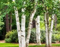 European white birch tree 24-30" multiple trunk trees