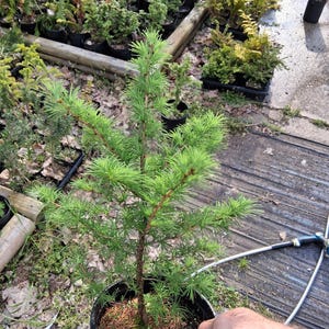 May include: A young evergreen tree in a black plastic pot. The tree has bright green needles and a brown trunk. The pot is filled with brown mulch. Other potted trees are visible in the background.
