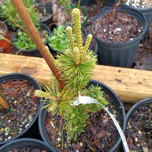 May include: A small pine tree seedling with new growth in a black plastic pot. The seedling is surrounded by other potted plants.