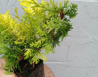 Golden Hinoki Cypress 'crippsii'