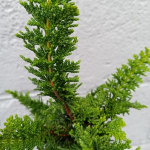 Falsecypress, Green Fernleaf trees-live