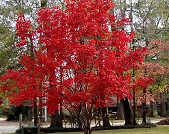 May include: A vibrant red tree in a residential setting. The tree's leaves are a brilliant red, contrasting with the green grass and surrounding trees. Fallen red leaves cover the ground around the tree.