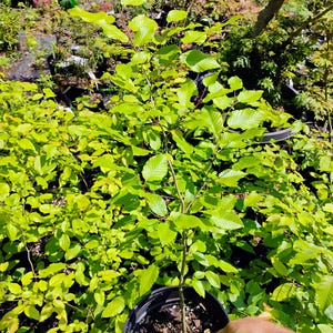 May include: A young tree with vibrant green leaves in a black plastic pot. The tree has a slender trunk and is surrounded by other plants in a nursery setting. The leaves are a bright, healthy green, indicating it is thriving.