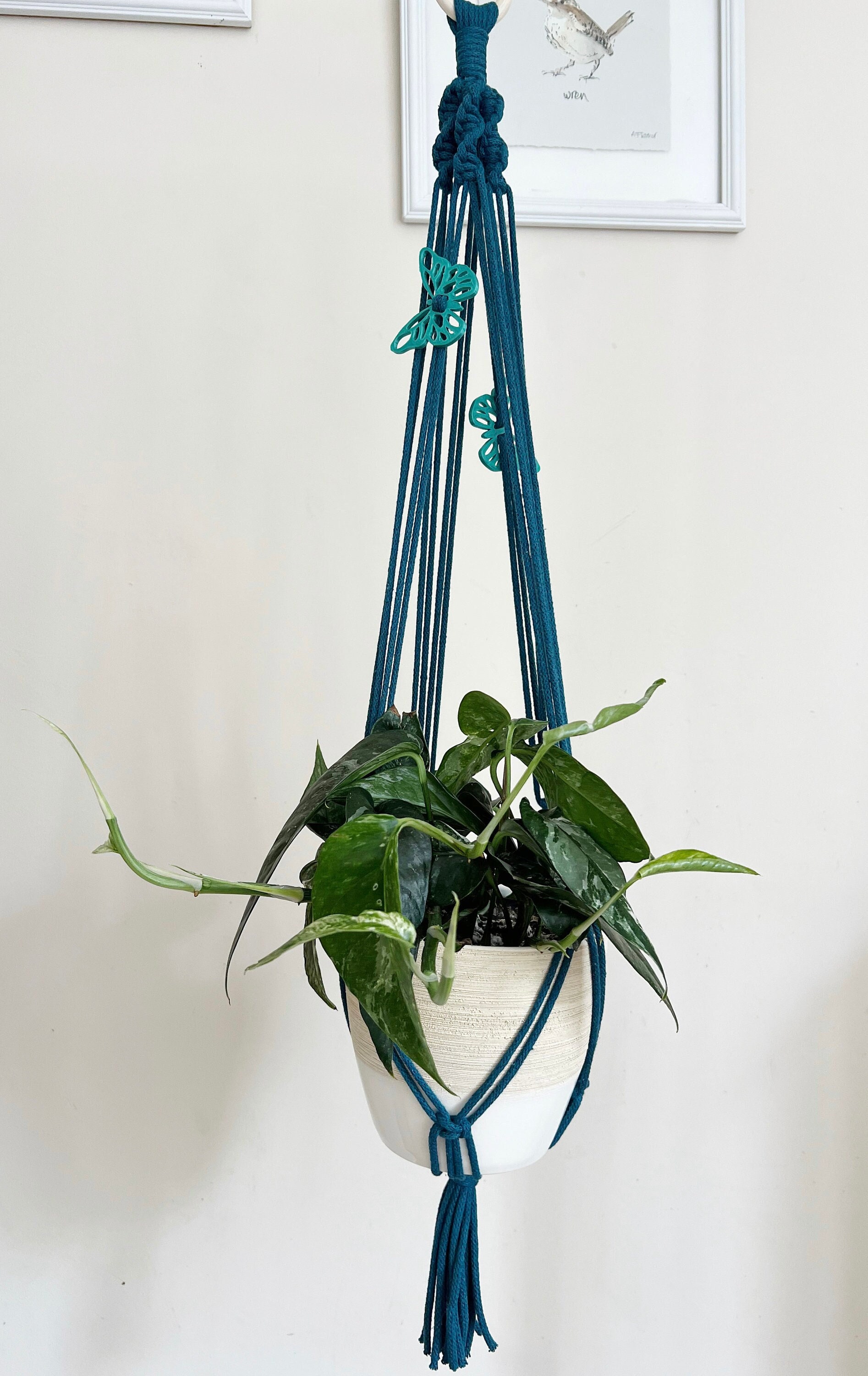 Eco DIY Macrame Plant Hanger Kit - Mossy Green
