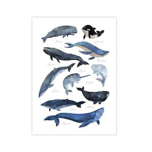 Pandawal Kinderzimmer Deko Wale Poster Wasserfarbe Bilder für Junge und Mädchen Wal Bild Maritim Lernposter für Kinder 50 x 70 cm Wandbild