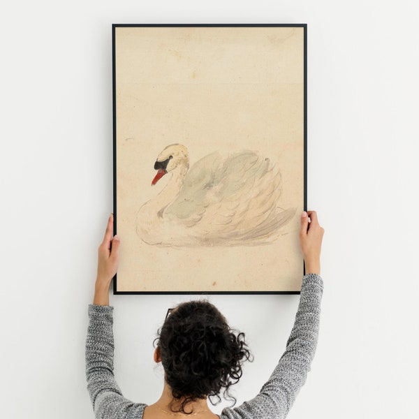 Download Swan, Vintage Birds, Nursery Wall Art, Swan Prints poster, digital swan illustration, DIGITAL DOWNLOAD, Retro Home Decor, Wall Art