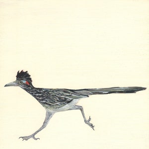 Greater Roadrunner