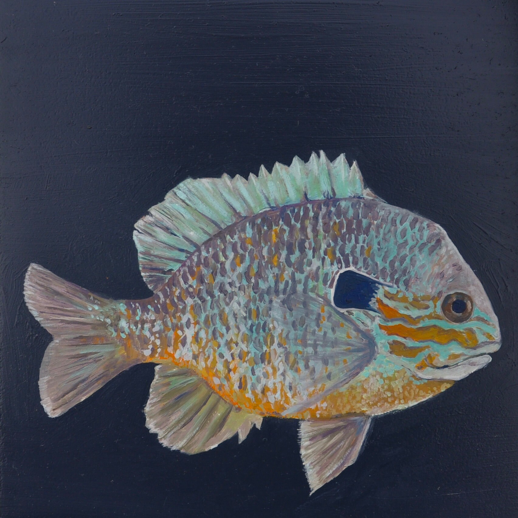 Longear Sunfish Print -  Canada