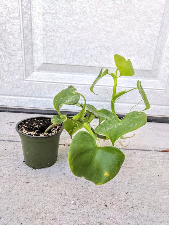 Philodendron Grazielae Etsy