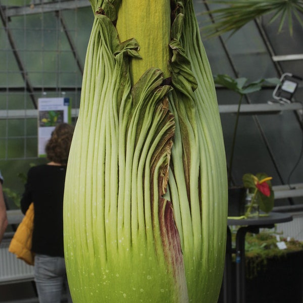 Amorphophallus titanum Rooted and Sprouted Bulb