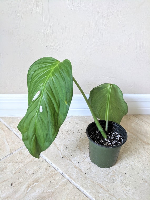 Monstera Lechleriana Rooted Cuttings From Extra Large Plant Etsy