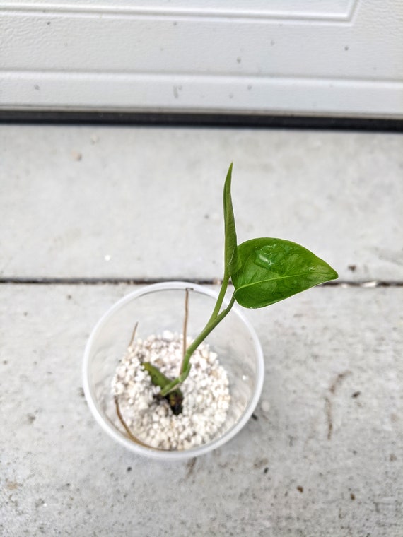 Monstera Lechleriana Juvenile Plant Etsy