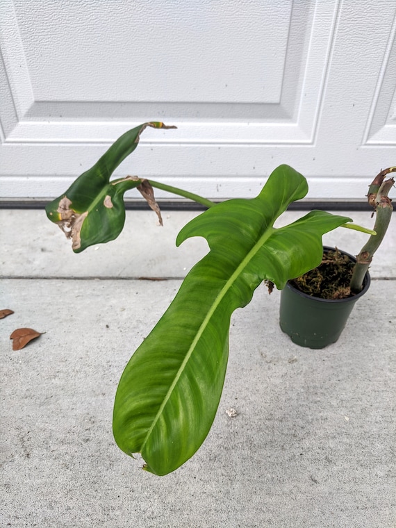 Philodendron Jerry Horne Etsy
