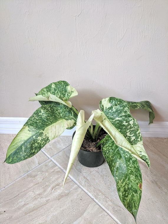 Philodendron Jose Buono Etsy