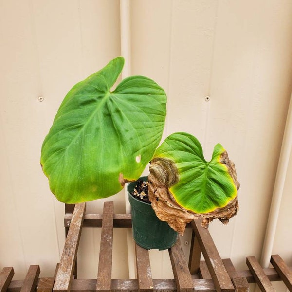 Philodendron nangaritense - clearance plant (crisping leaves)