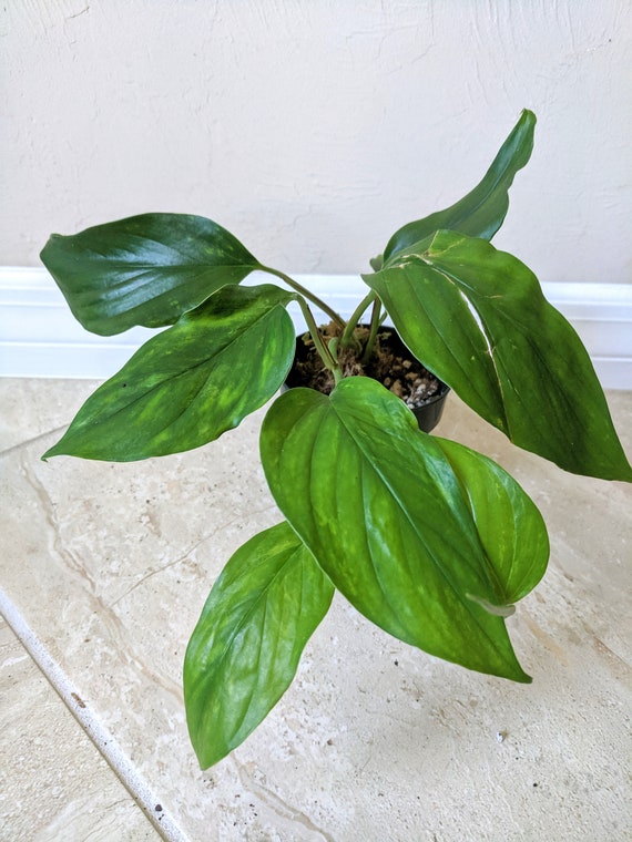 Monstera Lechleriana Etsy