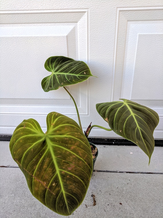 Philodendron Luxurians El Choco Red Etsy