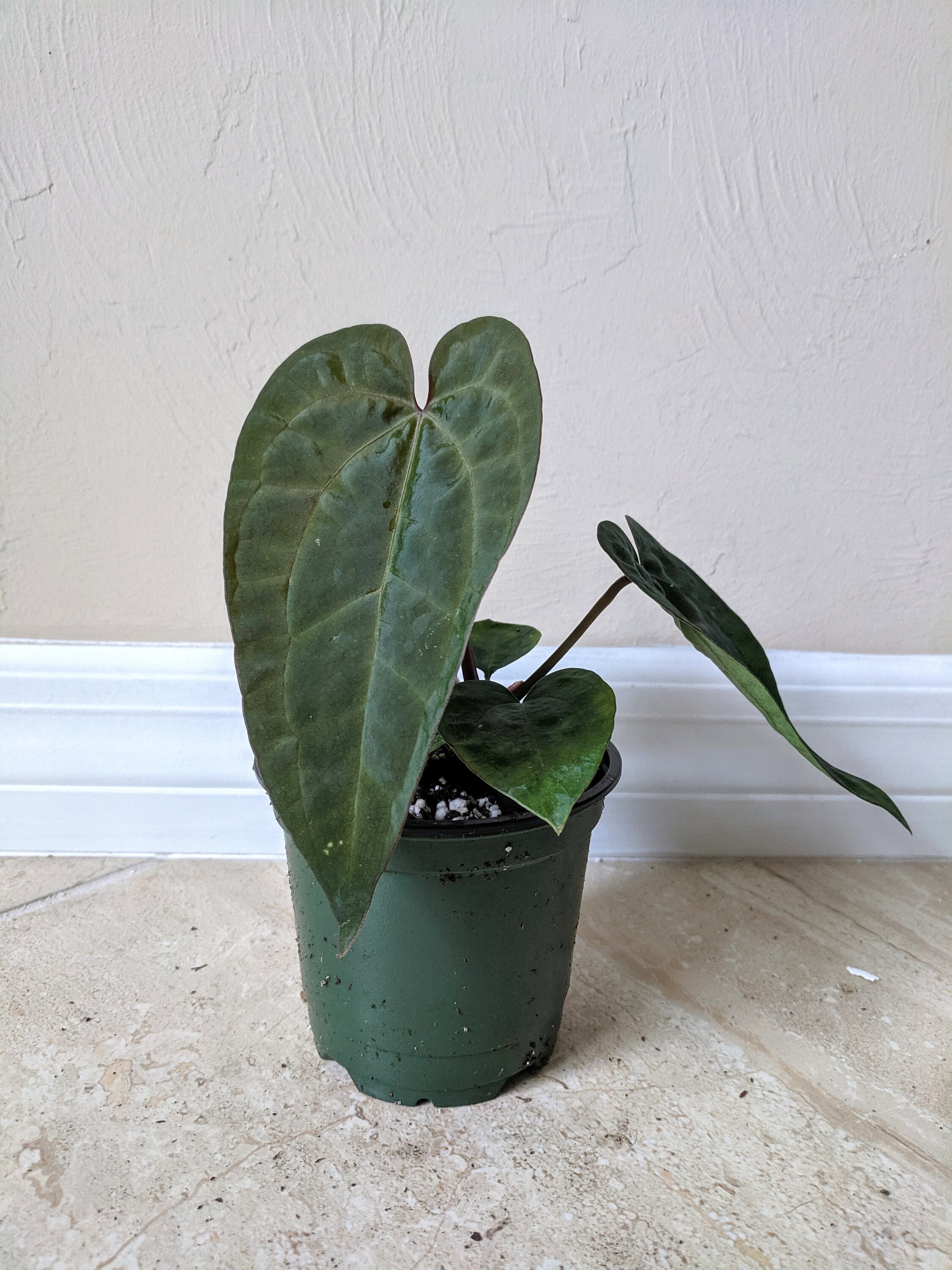 anthurium-ace-of-spades-plant-agrohort-ipb-ac-id
