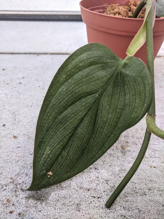 Philodendron Burle Marx Fantasy Massive Leaves Etsy