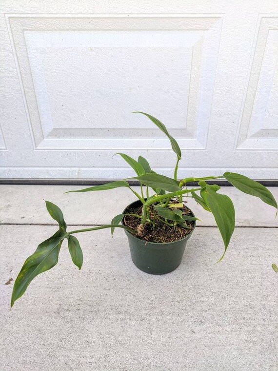 Philodendron Tripartitum Etsy