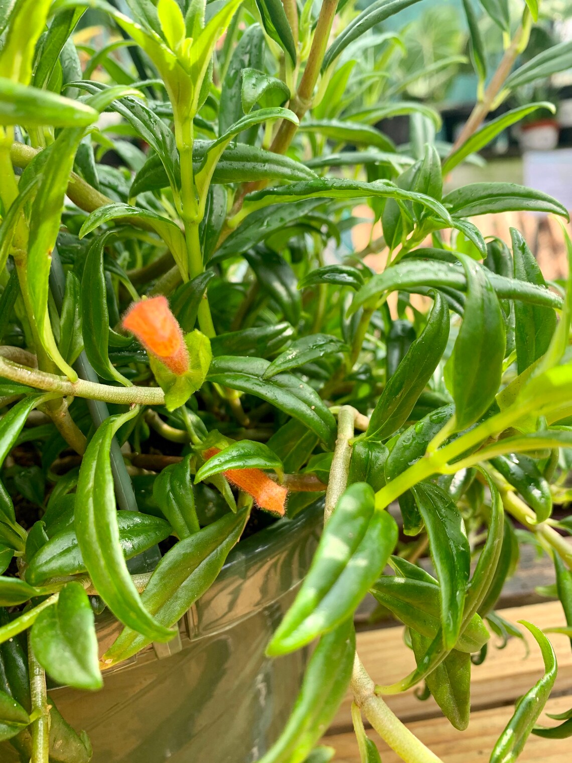Lipstick plant flowering plants orange lipstick plant Etsy