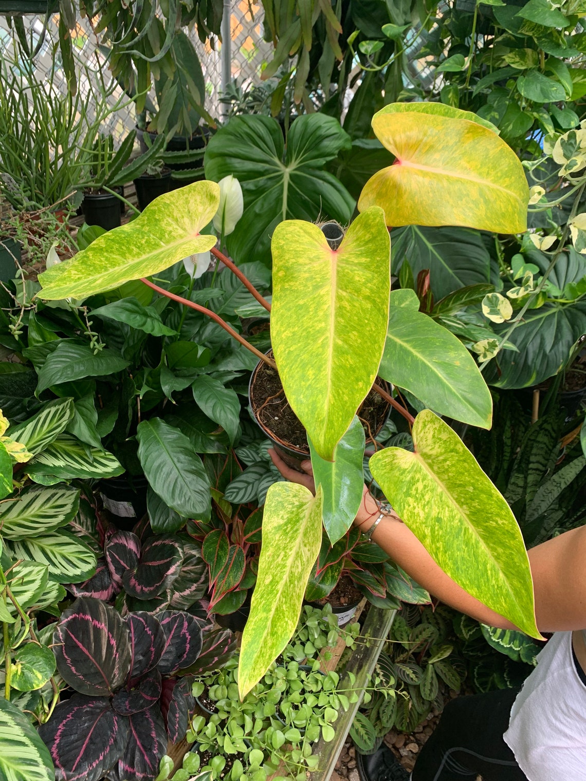 Vividly Variegated Painted Lady Philodendron: A Rare Gem For Plant Enthusiasts