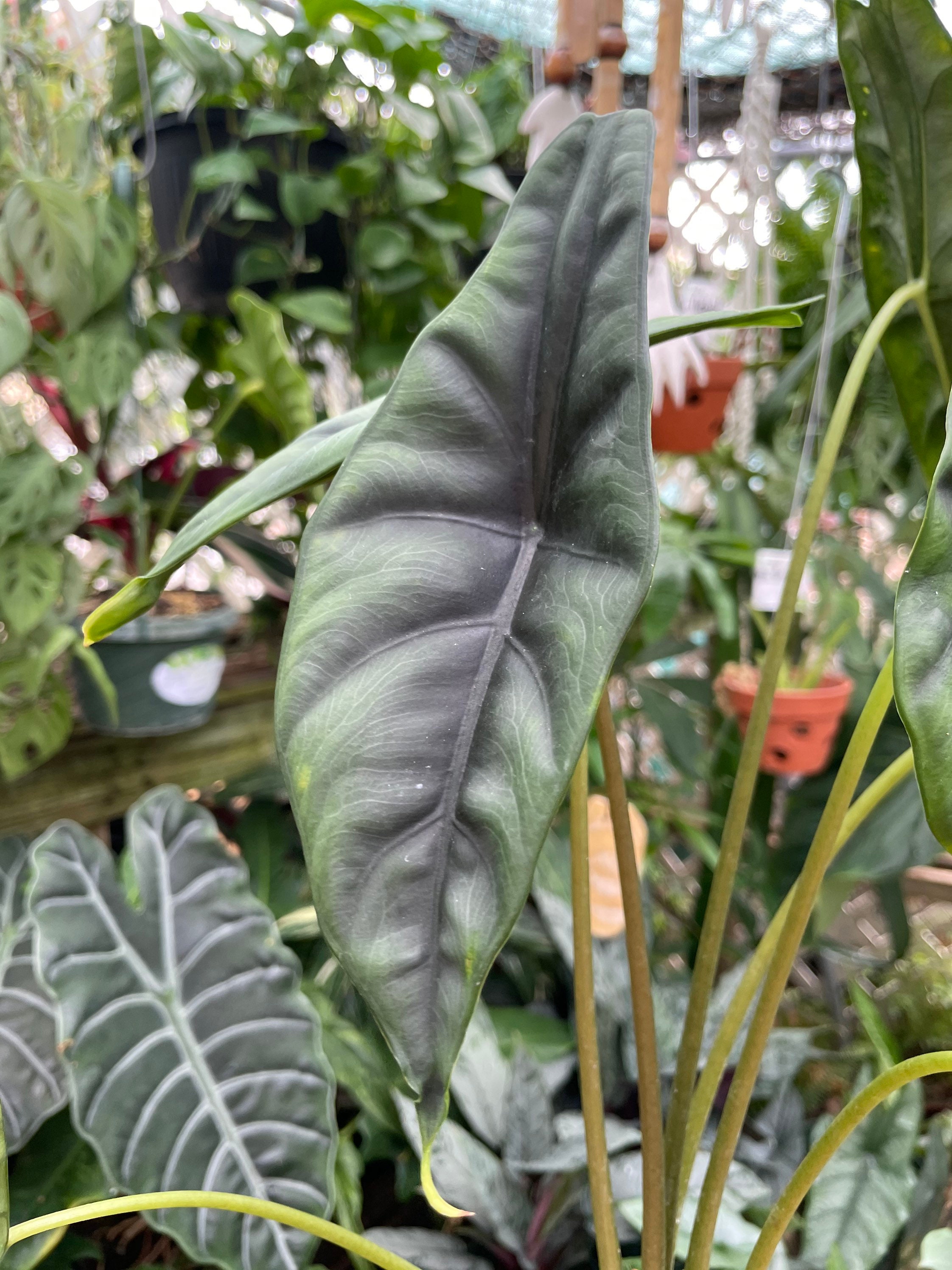 Alocasia Venusta Alocasia Jewel Alocasia Rare Plants Etsy