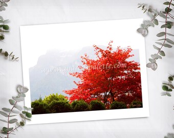 Japanese Maple Tree Photography Print, Crimson Red Tree Nature Photograph by Andrea Oakley. Brilliant Red Autumn Tree With Mountains