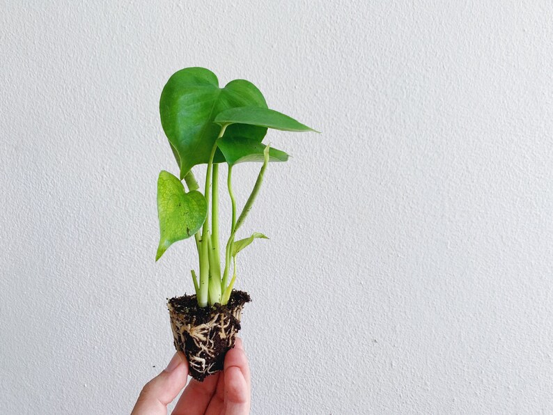 Baby Monstera Deliciosa Split Leaf Philodendron Swiss