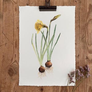 Aquarelle de bulbe printanier de jonquilles A5/A4 - impression d'art écologique