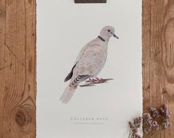 A5 / A4 Kragentaube Aquarell Malerei - Eco Fine Art Print