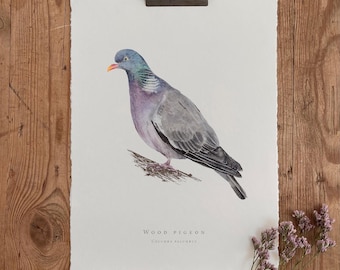 A5 / A4 Ringeltaube Aquarell Malerei - Eco Fine Art Print