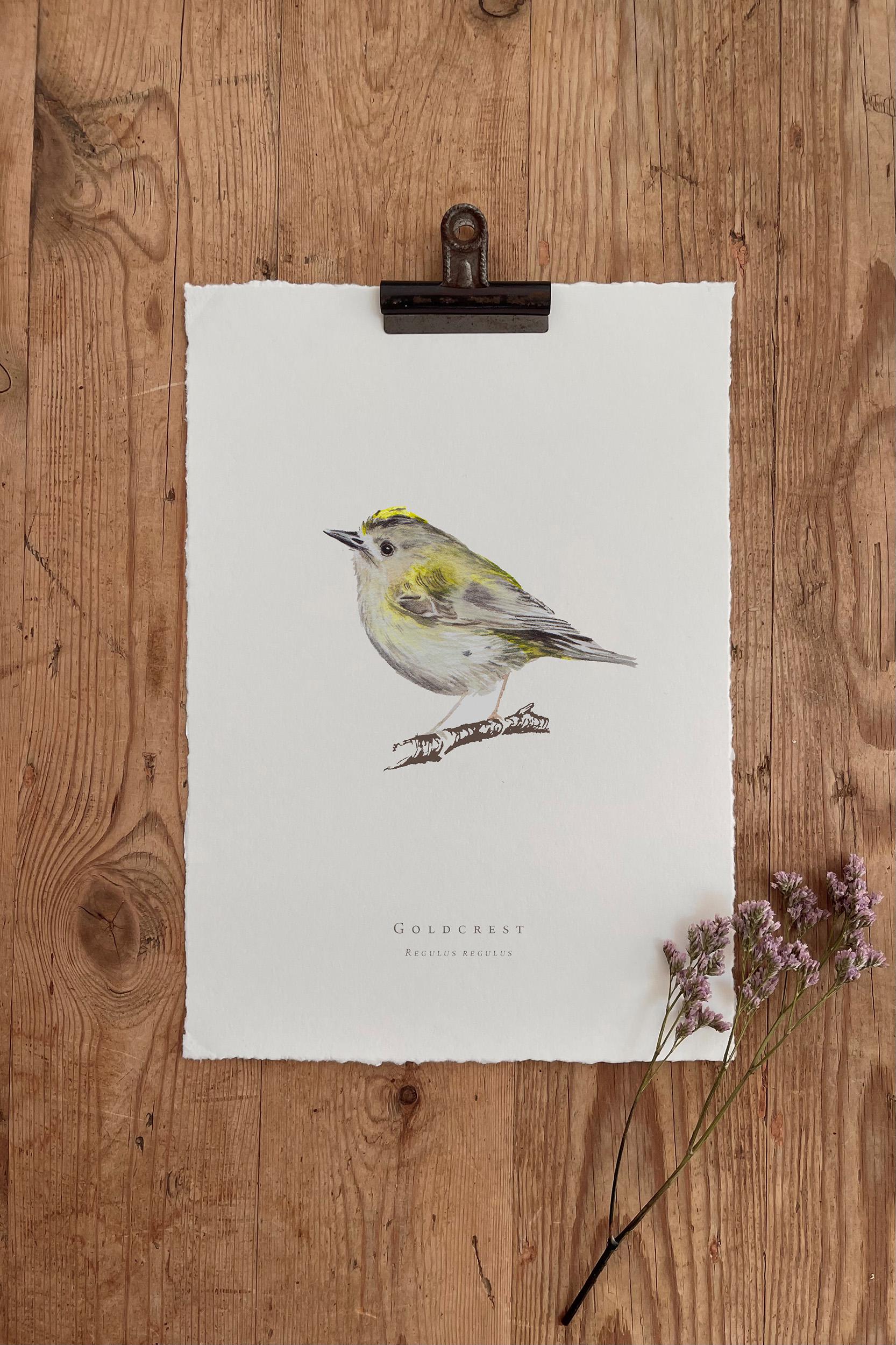 A5 / A4 Goldcrest Aquarell Malerei - Eco Fine Art Print