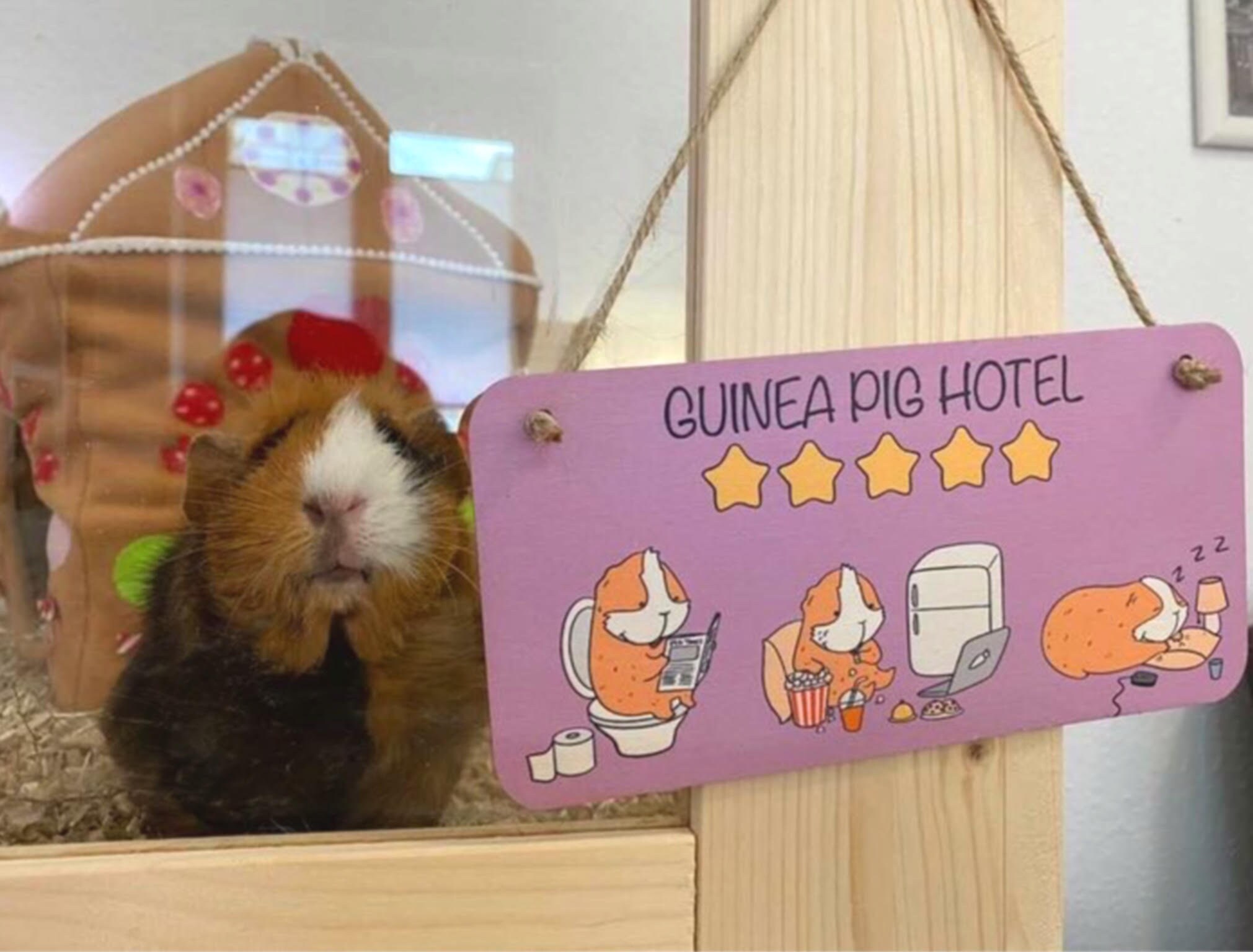 Guinea Pig Hotel Sign | avec Expédition