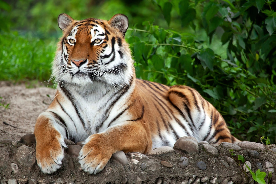 Siberian Tiger Canvas Print Wildlife Canvas Print Cat Canvas Print ...