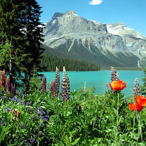 Wild Flowers Bordering Emerald Lake a Glacial Lake, Yoho National Park, British Columbia, Canada,  Canadian Rockies Canvas Print - CW 5103