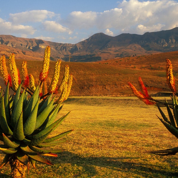 Cactus Plants with Orange Flowers Against a Backdrop of the Drakensberg Mountains in South Africa Canvas Print - Mountain Canvas - CW 6155