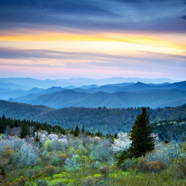 Blue Ridge Parkway Appalachians Smoky Mountains Spring Landscape with May Blossoms Canvas Print - Mountain Canvas - Nature Canvas - CW 3282