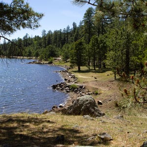 May include: A scenic view of a lake surrounded by lush green trees under a clear blue sky. The water shimmers, and the shoreline is rocky with patches of grass and dirt. Pine branches frame the view.