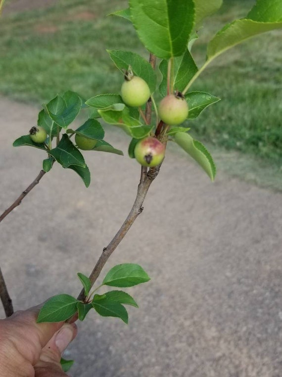 2 4 5 Ft Tall Dolgo Crabapple Trees Fast Growing Plants Seeds Bulbs Plants Seedlings Vbhc Nl