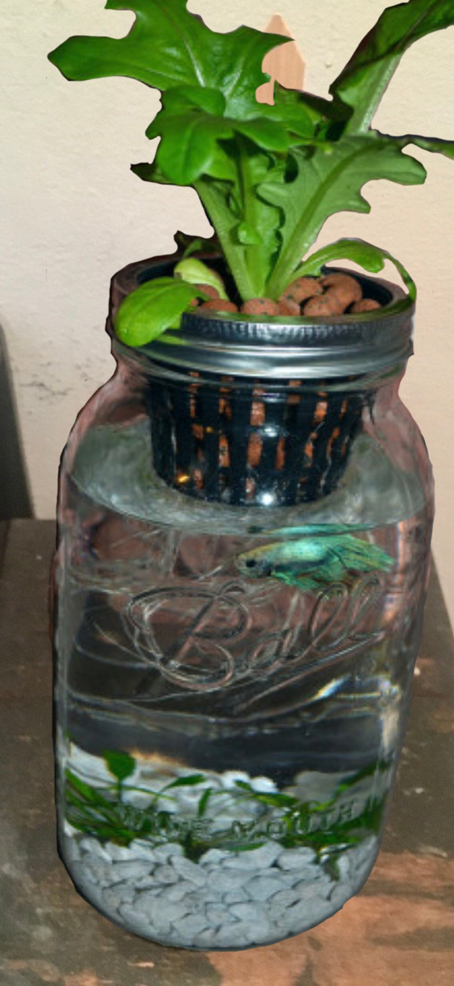 DIY Indoor Mason Jar Hydroponics Aquaponics Aquarium Self Watering