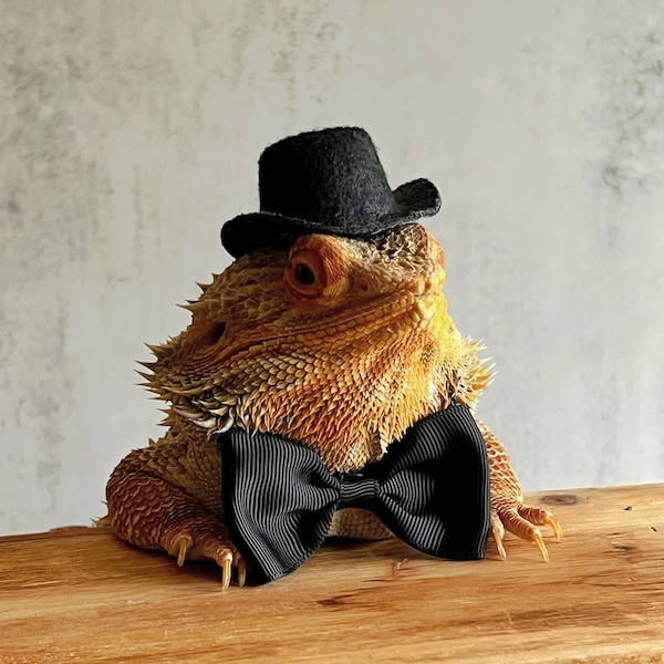 OVERSIZED Bow Ties for Comically Large Look or Husky Bearded Dragons