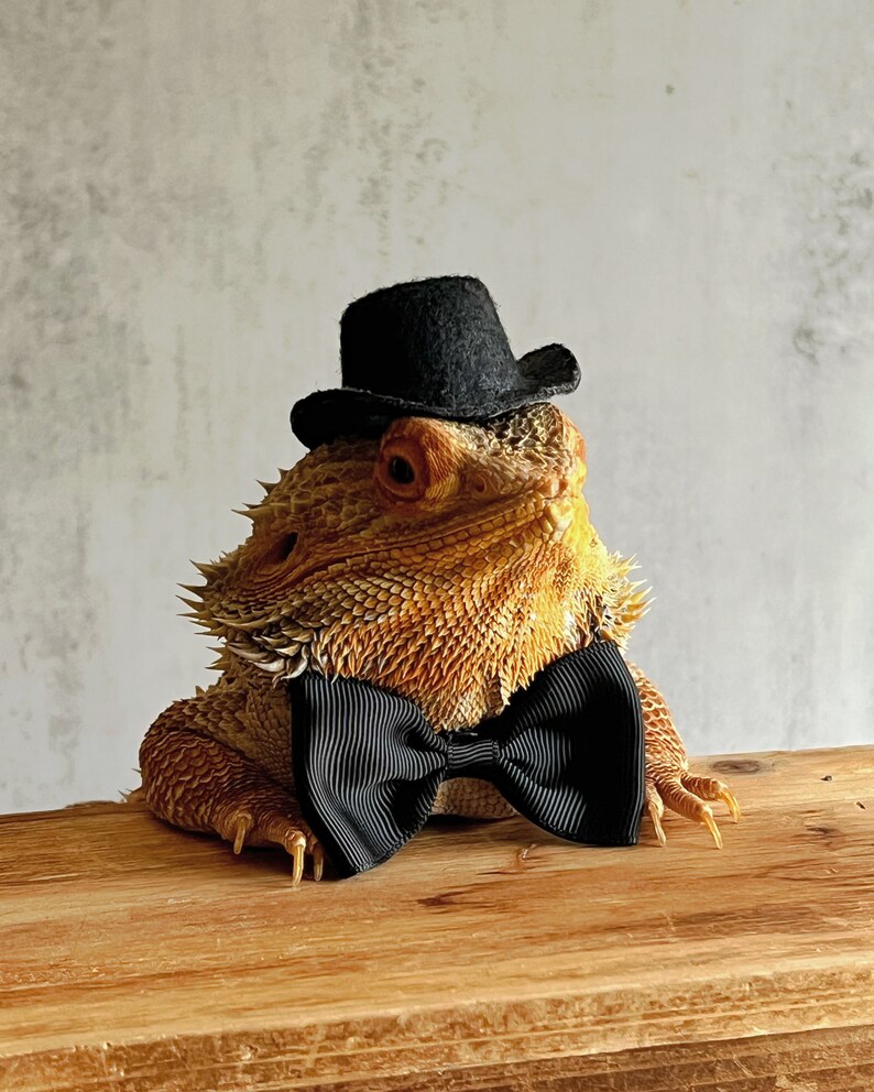 OVERSIZED Bow Ties for Comically Large Look or Husky Bearded Dragons image 1