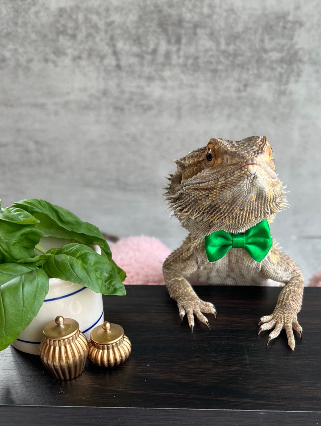 Bearded Dragon Bowtie Hat Lizard Leash with Harness Reptiles Small Pets  Animals