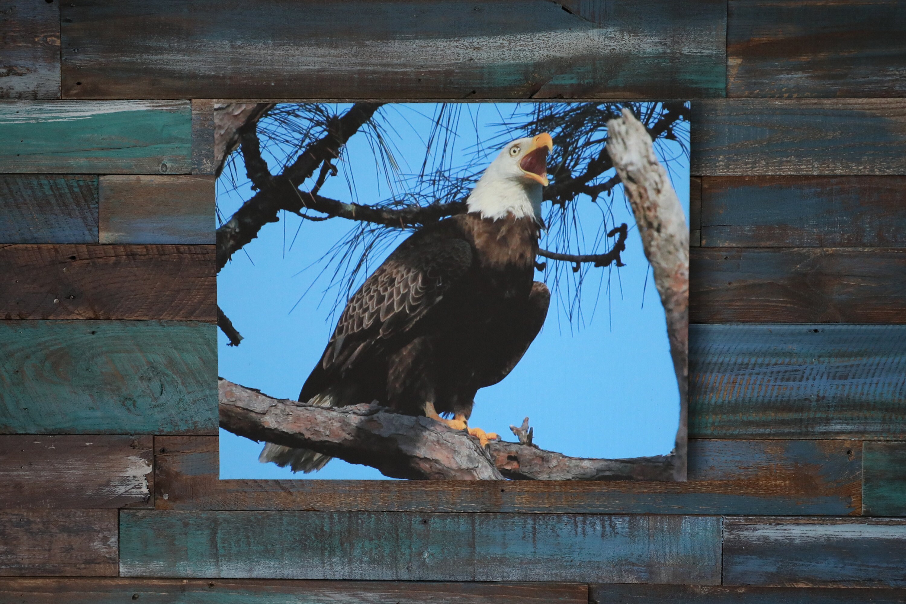 Eagle on Canvas/ Dunedin Fl/florida Bird/canvas Art Etsy Australia